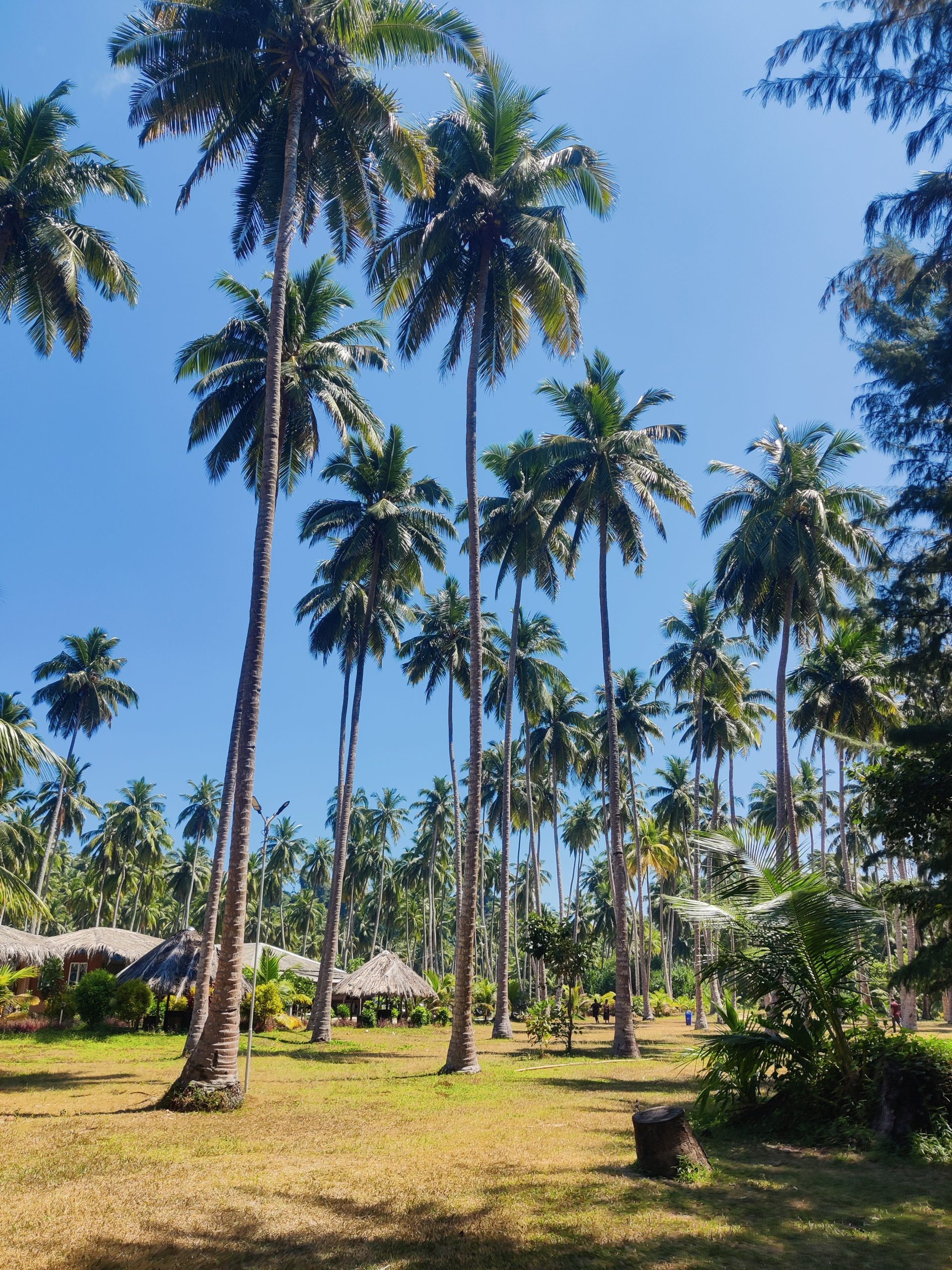 Lush tropical palm grove in Andaman showcases serene natural beauty under clear skies.