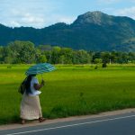 A woman walks along a rural road with an umbrella, surrounded by lush fields in Ella, Sri Lanka.